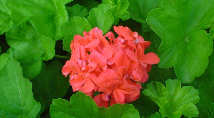 گالیر عکس گل شمعدانی