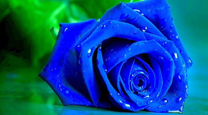 گالری عکس گل رز آبی