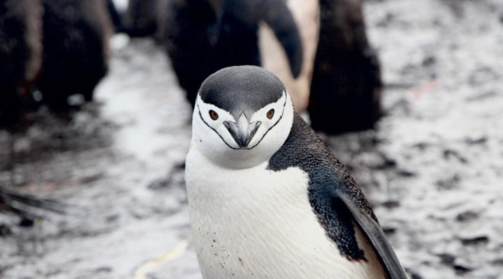 پنگوئن ها، پرندگانی بی پرواز