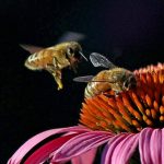 عکس زنبور عسل شماره 1