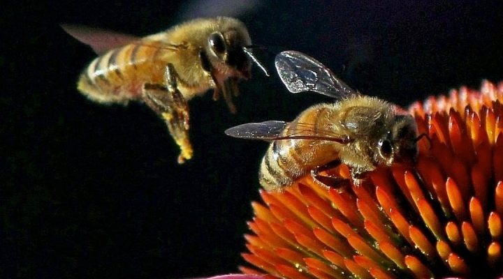 هر آنچه در مورد زنبور عسل باید بدانید!!