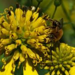 عکس زنبور عسل شماره 10