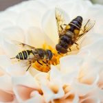 عکس زنبور عسل شماره 11