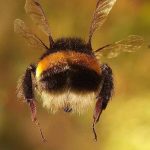 عکس زنبور عسل شماره 12