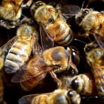 عکس زنبور عسل شماره 2