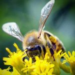 عکس زنبور عسل شماره 3