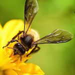 عکس زنبور عسل شماره 4
