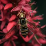 عکس زنبور عسل شماره 5