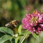 عکس زنبور عسل شماره 6