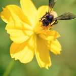عکس زنبور عسل شماره 8