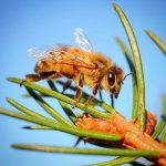 عکس زنبور عسل شماره 9