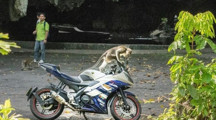 عکس بامزه حیوانات، واقعی و خنده دار!!!