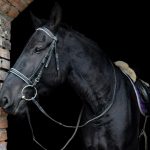 اسب سیاه 1