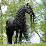 اسب سیاه 10