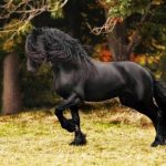 اسب سیاه 11