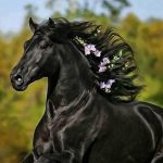 اسب سیاه 12