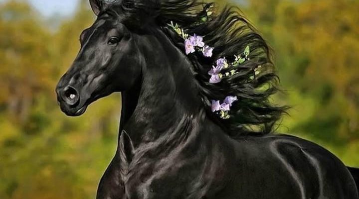 اسب سیاه و تاریخچه ای از اسبها!
