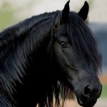 اسب سیاه 4