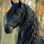اسب سیاه 5