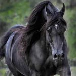 اسب سیاه 9