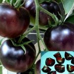 گوجه فرنگی سیاه 6