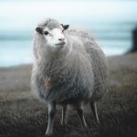 گوسفند 1