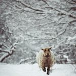 گوسفند 12