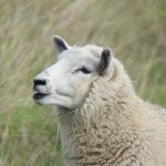 گوسفند 8