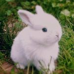 خرگوش 11