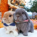 خرگوش 2