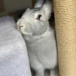 خرگوش 6