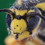 زنبور عسل 4