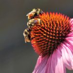 زنبور عسل 6