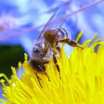 زنبور عسل 9