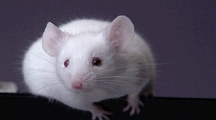 دنیای جذاب موش ها